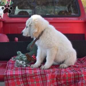 Snow, Great Pyrenees Puppy