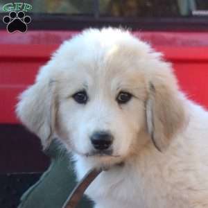 Snow, Great Pyrenees Puppy