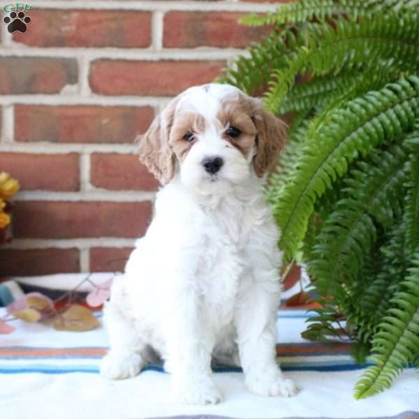 Snowflake, Cockapoo Puppy