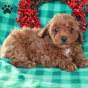 Sonny, Miniature Poodle Puppy