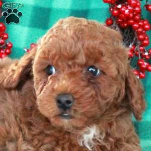 Sonny, Miniature Poodle Puppy