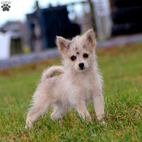 Sonny, Havanese Mix Puppy