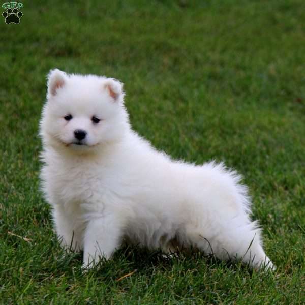 Sonny, Samoyed Puppy