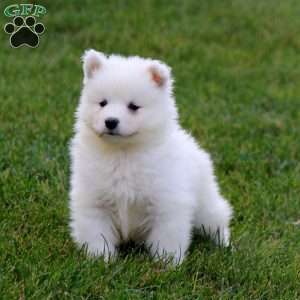 Sonny, Samoyed Puppy