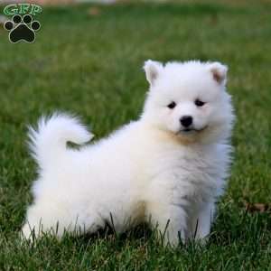 Sonny, Samoyed Puppy