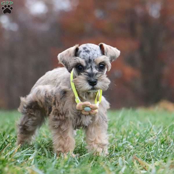 Sophie, Miniature Schnauzer Puppy