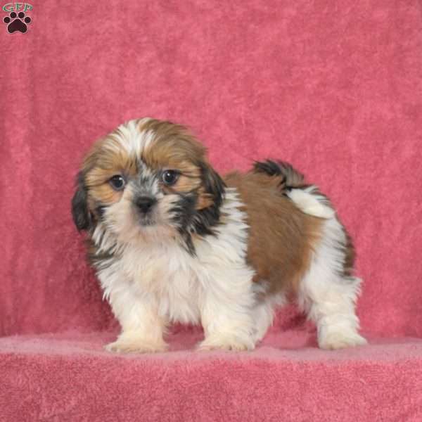 Sophie, Shih Tzu Puppy