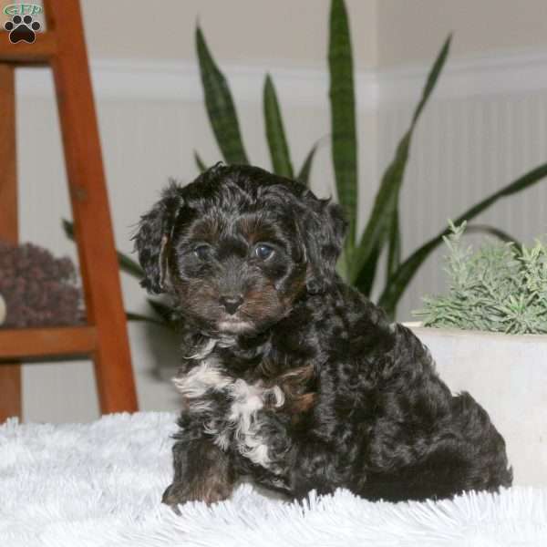 Sophie, Cavapoo Puppy