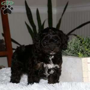 Sophie, Cavapoo Puppy