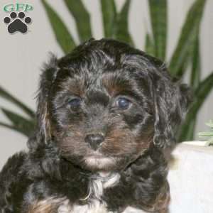 Sophie, Cavapoo Puppy