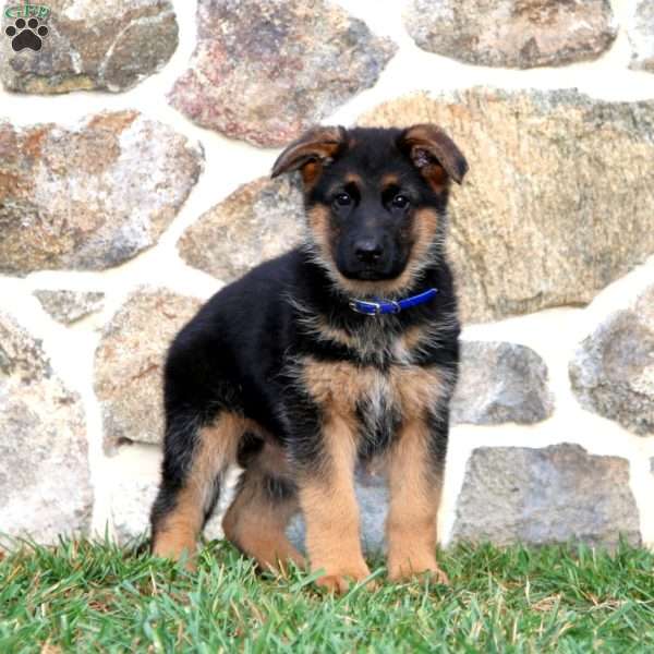 Sophie, German Shepherd Puppy