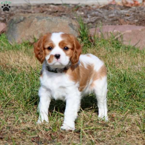 Sophie, Cavalier King Charles Spaniel Puppy