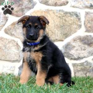 Sophie, German Shepherd Puppy