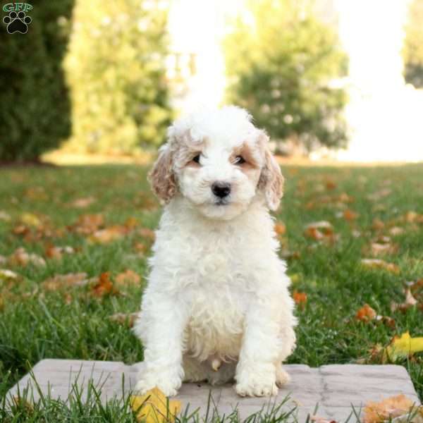 Soren, Mini Goldendoodle Puppy