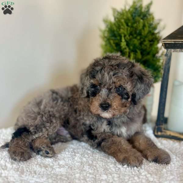 Sour Patch, Mini Bernedoodle Puppy