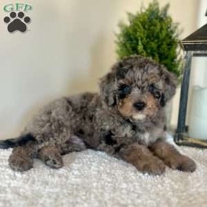 Sour Patch, Mini Bernedoodle Puppy