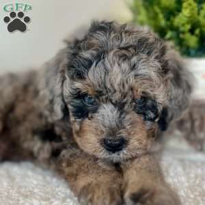 Sour Patch, Mini Bernedoodle Puppy