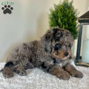 Sour Patch, Mini Bernedoodle Puppy