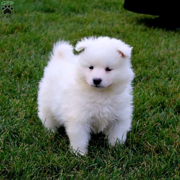 Sparkle, Samoyed Puppy