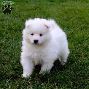 Sparkle, Samoyed Puppy