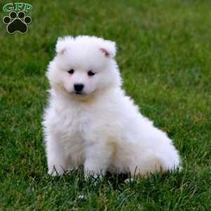 Sparkle, Samoyed Puppy