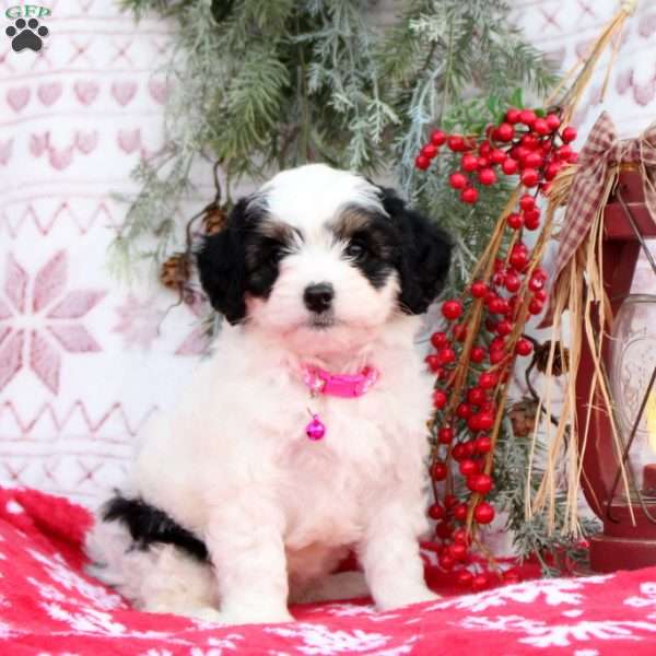 Sparkles, Mini Bernedoodle Puppy