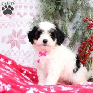 Sparkles, Mini Bernedoodle Puppy