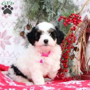 Sparkles, Mini Bernedoodle Puppy