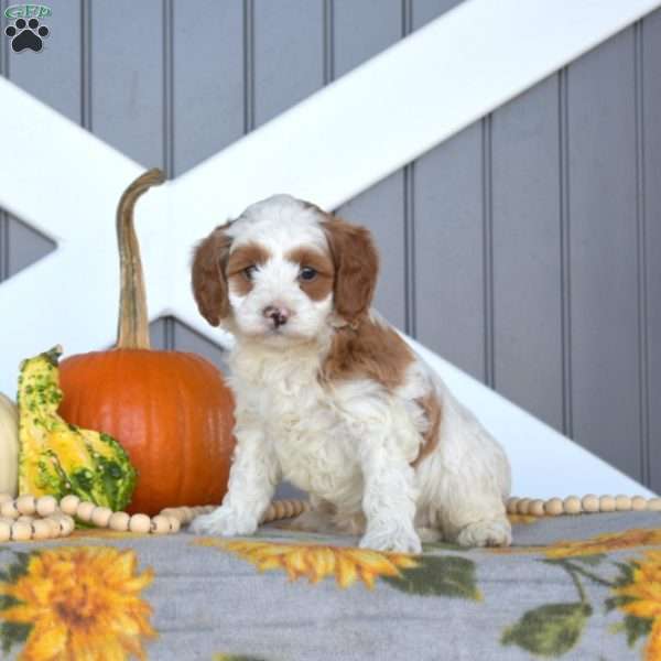 Sparky, Cavapoo Puppy