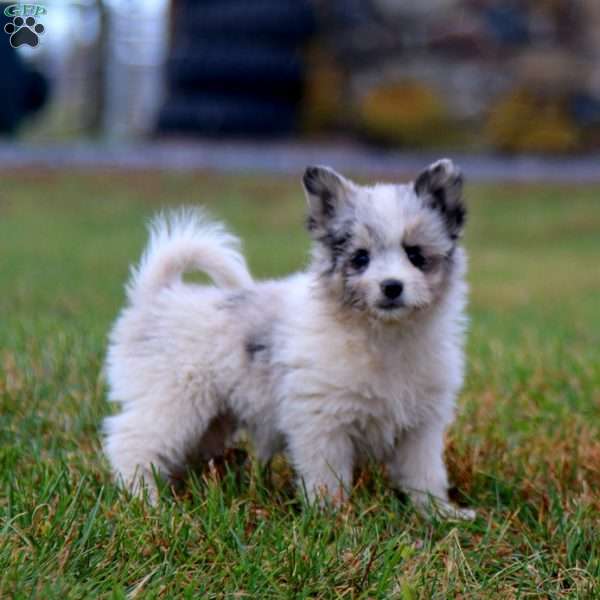 Sparky, Havanese Mix Puppy