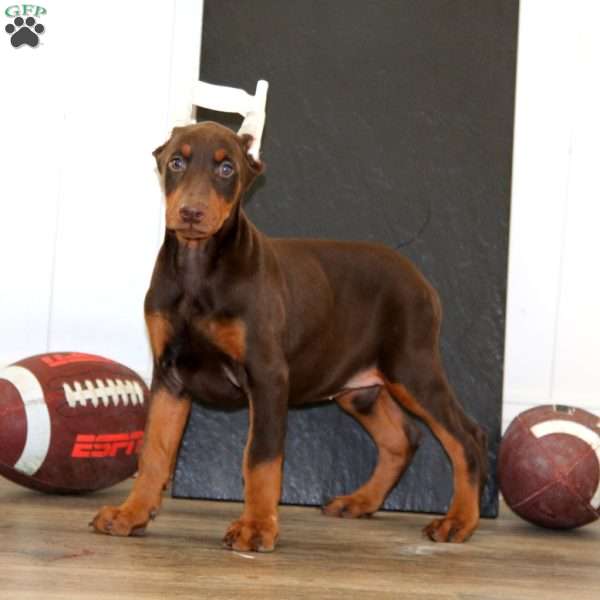 Special, Doberman Pinscher Puppy