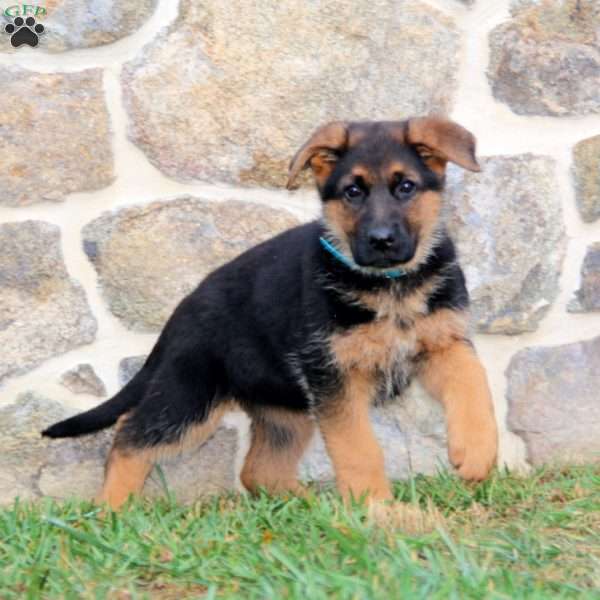 Special, German Shepherd Puppy