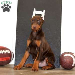 Special, Doberman Pinscher Puppy