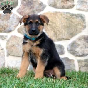 Special, German Shepherd Puppy