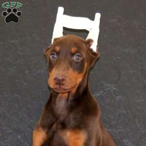 Special, Doberman Pinscher Puppy