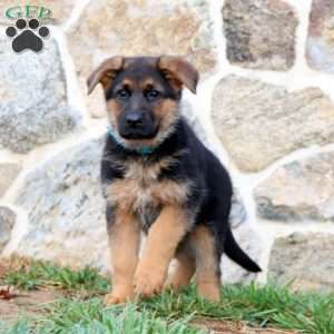 Special, German Shepherd Puppy