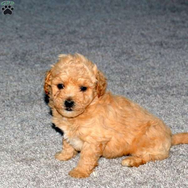 Spencer, Maltipoo Puppy