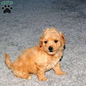 Spencer, Maltipoo Puppy