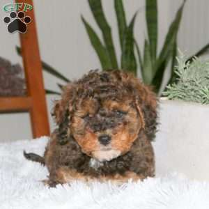 Spencer, Cavapoo Puppy