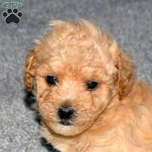 Spencer, Maltipoo Puppy