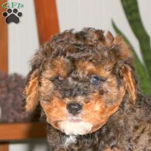 Spencer, Cavapoo Puppy