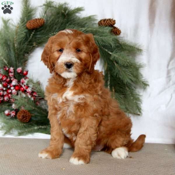 Spice, Mini Goldendoodle Puppy