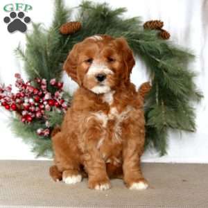 Spice, Mini Goldendoodle Puppy