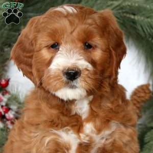 Spice, Mini Goldendoodle Puppy