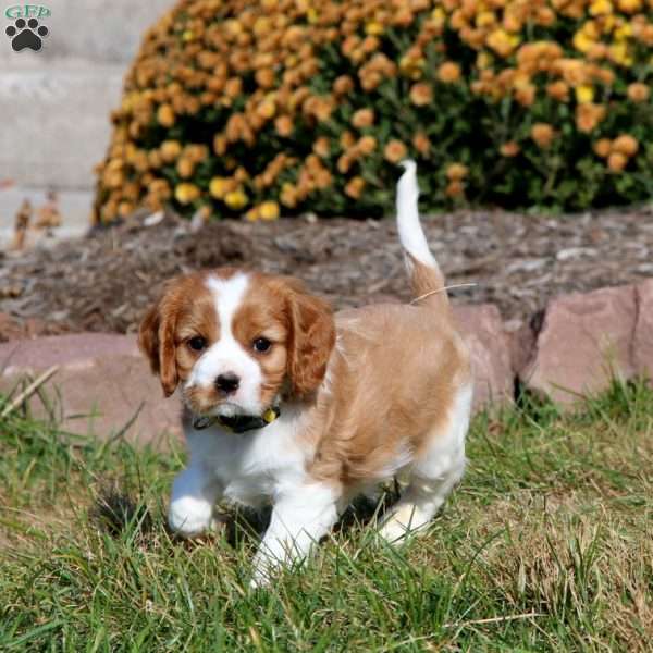 Spiffy, Cavalier King Charles Spaniel Puppy