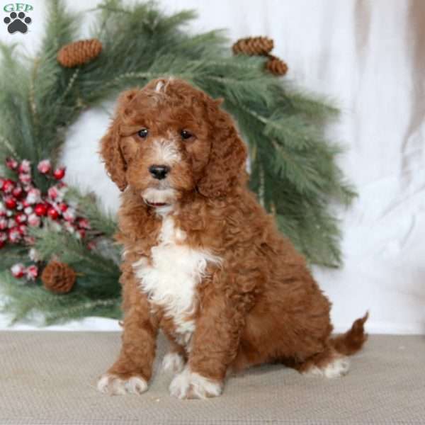 Spiffy, Mini Goldendoodle Puppy