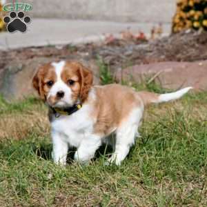 Spiffy, Cavalier King Charles Spaniel Puppy