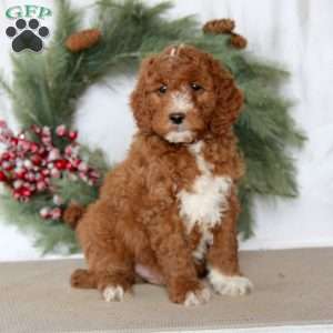 Spiffy, Mini Goldendoodle Puppy