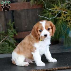 Spiffy, Cavalier King Charles Spaniel Puppy