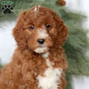 Spiffy, Mini Goldendoodle Puppy